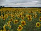 Sonnenblumenfeld bei Zünikon